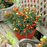 Cireasa de Ierusalim Bartoli (Solanum), cu fructe rosii lucioase pentru interior, foarte decorativ