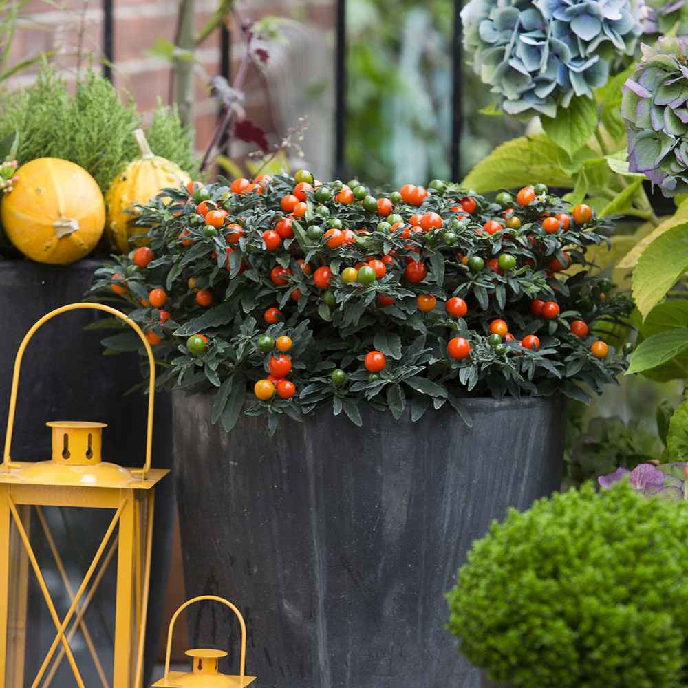 Cireasa de Ierusalim Bartoli (Solanum), cu fructe rosii lucioase pentru interior, foarte decorativ