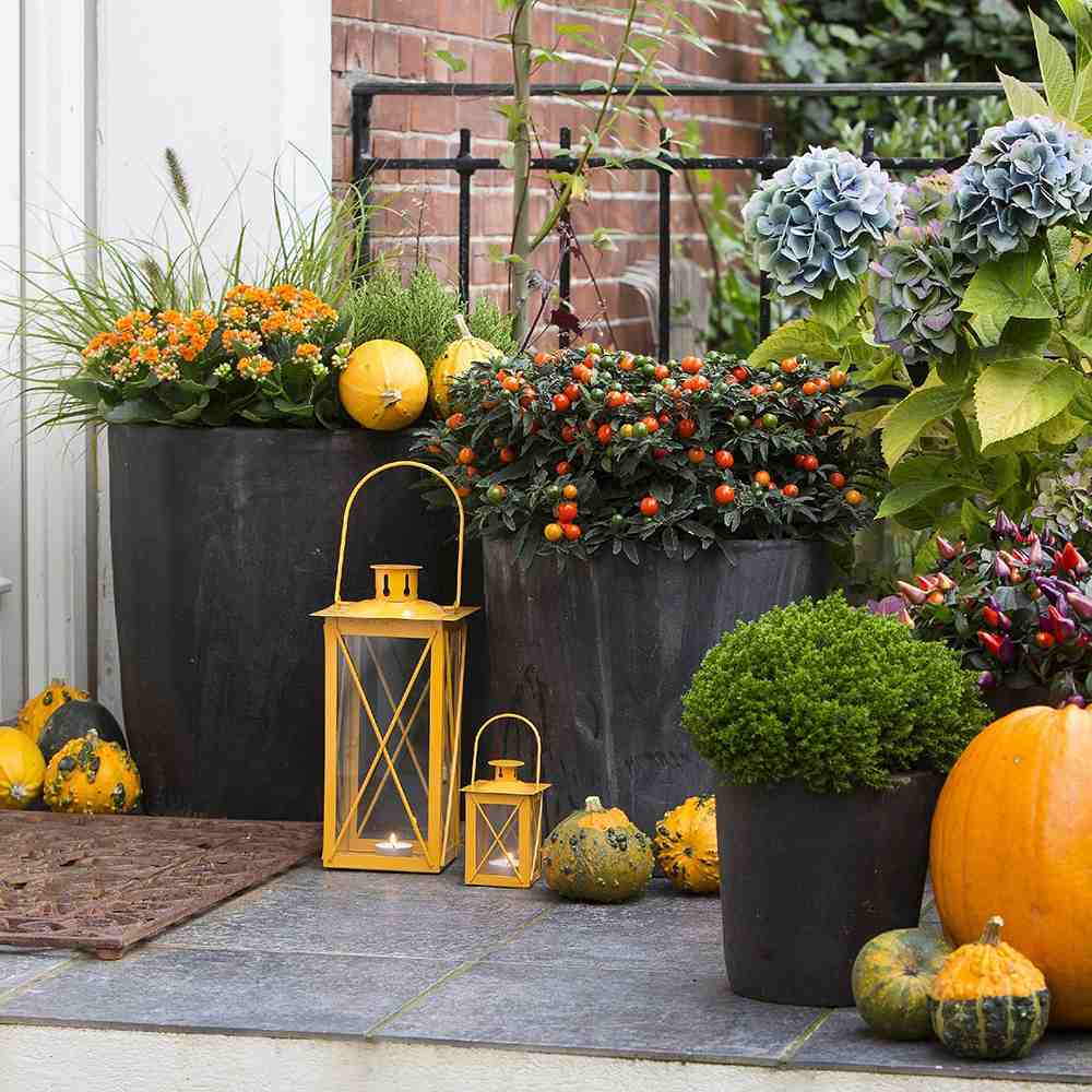 Cireasa de Ierusalim Bartoli (Solanum), cu fructe rosii lucioase pentru interior, foarte decorativ