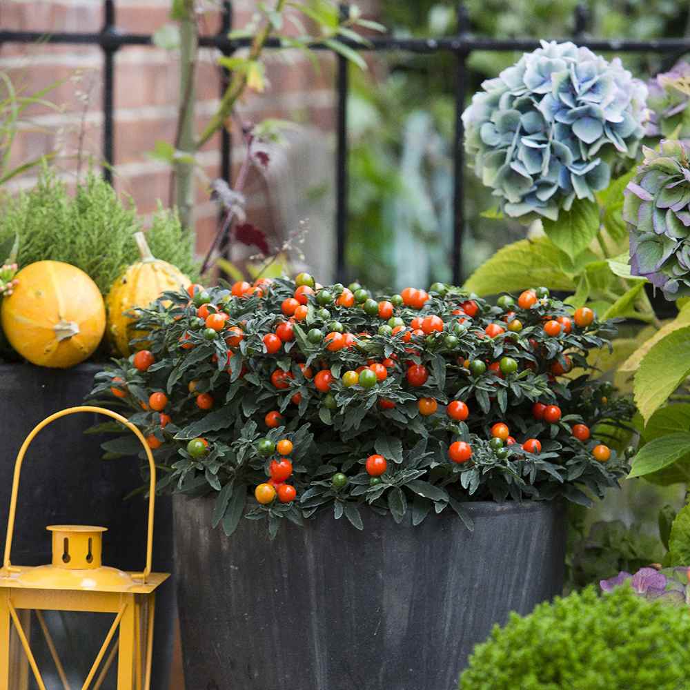 Cireasa de Ierusalim Bartoli (Solanum), cu fructe rosii lucioase pentru interior, foarte decorativ