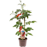 Rosie Cherry Candytom Red, cu fructe dulci mici, productie bogata si crestere rapida