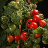 Rosie Cherry Candytom Red, cu fructe dulci mici, productie bogata si crestere rapida