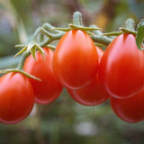 Rosie Cherry Candytom Red, cu fructe dulci mici, productie bogata si crestere rapida