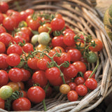 Rosie Cherry Candytom Red, cu fructe dulci mici, productie bogata si crestere rapida