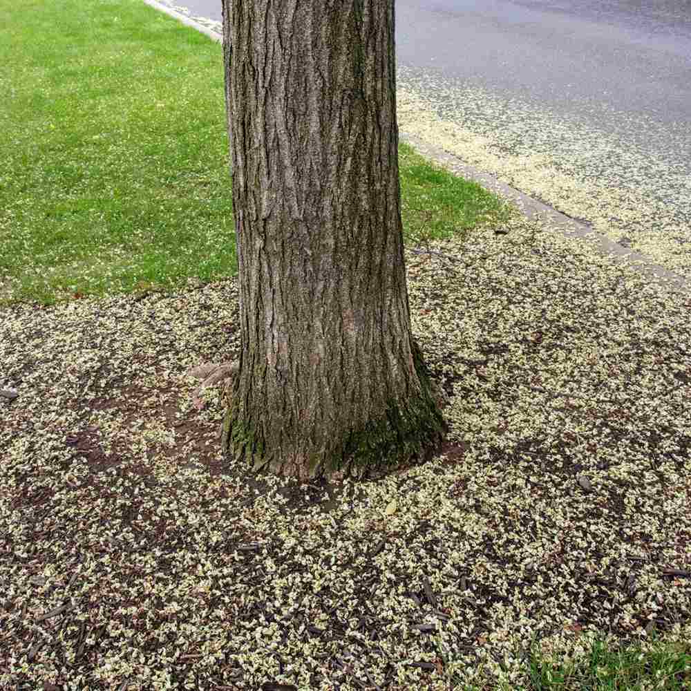 Salcam Japonez (Sophora Japonica), cu flori parfumate