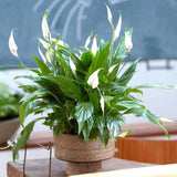 Crinul Pacii Spathiphyllum Chopin - 45 cm