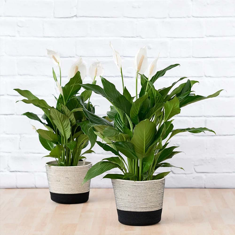 Crinul Pacii Spathiphyllum Chopin - 45 cm