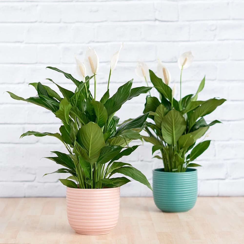 Crinul Pacii Spathiphyllum Chopin - 45 cm