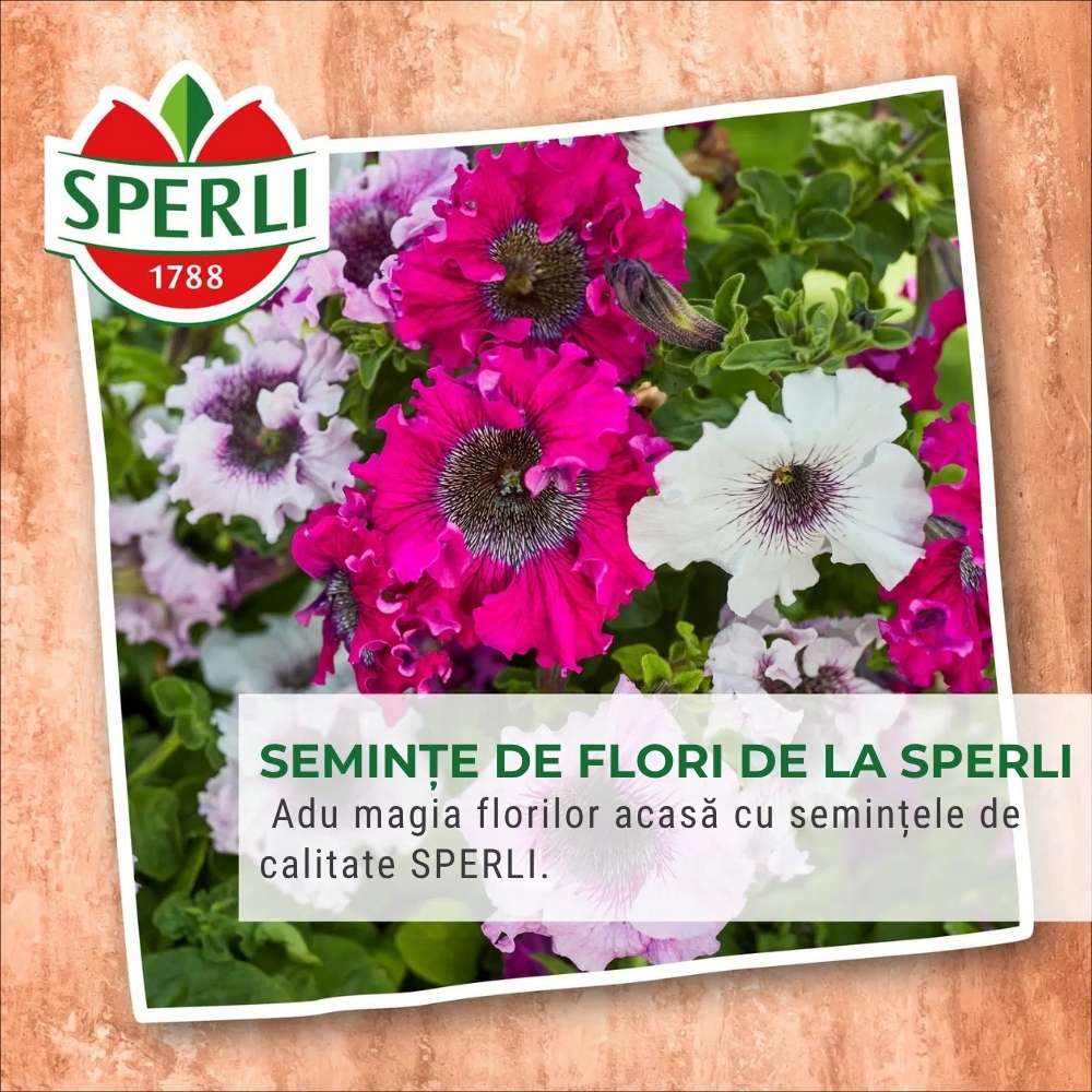 Seminte clopotei Campana Mischung – flori parfumate, ajunge pentru 100 Plante, cu protectie germinatie