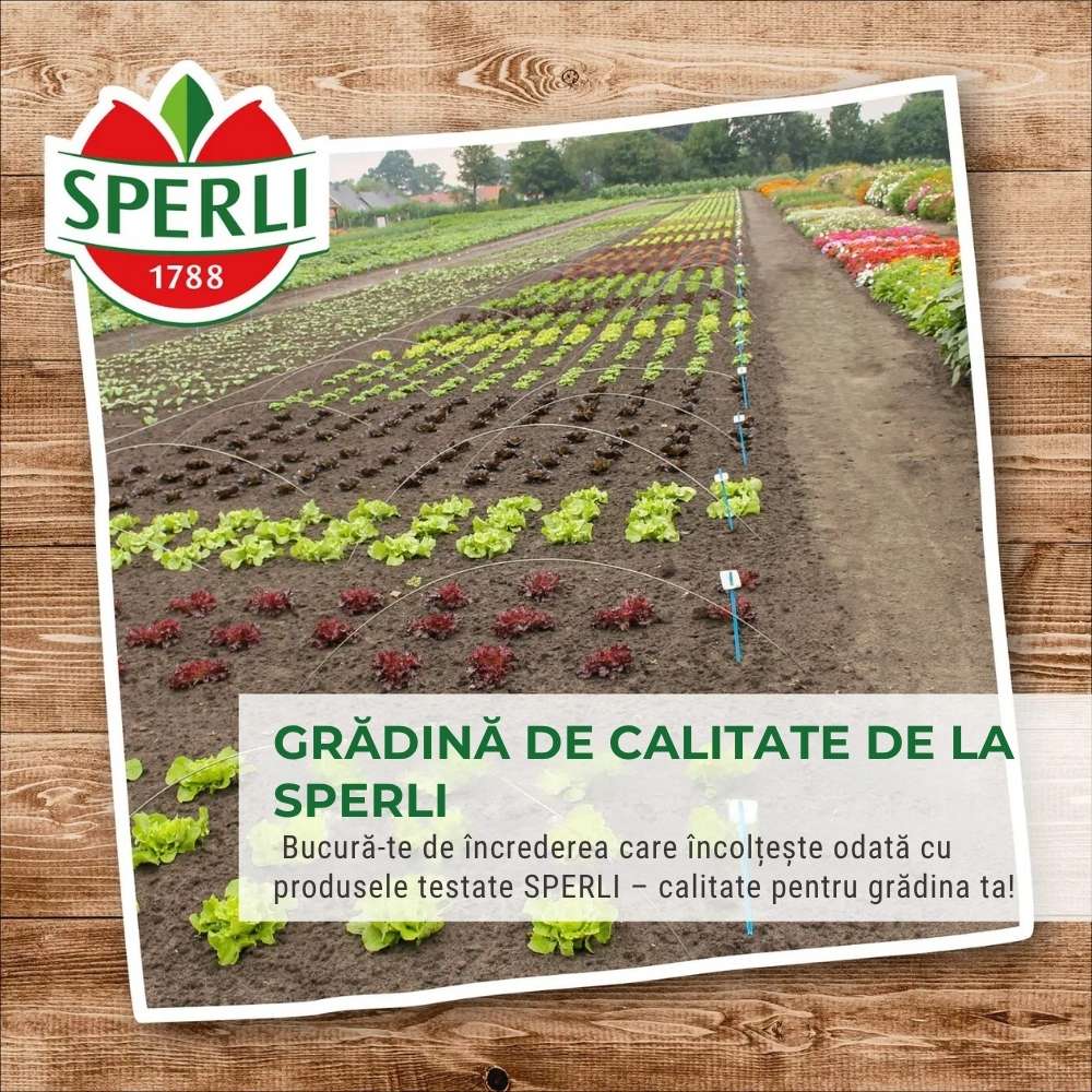 Seminte clopotei Campana Mischung – flori parfumate, ajunge pentru 100 Plante, cu protectie germinatie
