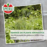 Seminte BIO musetel – planta medicinala cu flori parfumate
