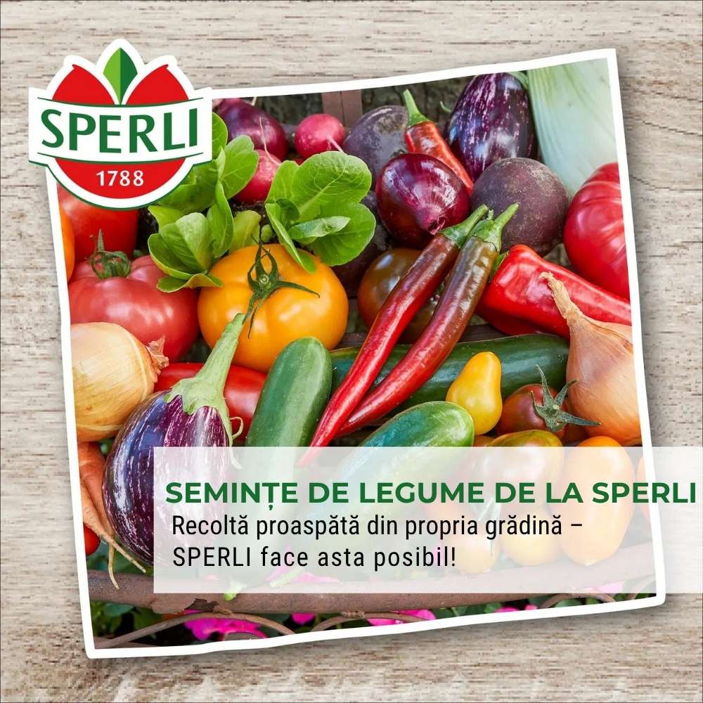 Seminte BIO spanac F1 – productie rapida si frunze fragede