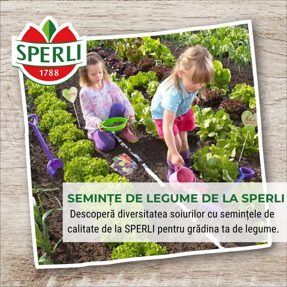 Seminte BIO spanac F1 – productie rapida si frunze fragede