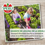 Seminte BIO spanac F1 – productie rapida si frunze fragede