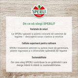 Seminte BIO spanac F1 – productie rapida si frunze fragede