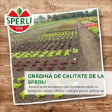 Seminte BIO spanac F1 – productie rapida si frunze fragede