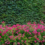 Cununita (Spiraea japonica) Anthony Waterer, arbust decorativ, flori roz, crestere rapida, gard viu mic