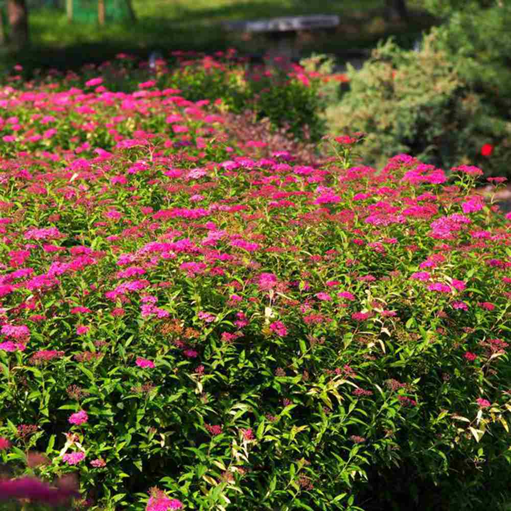 Cununita (Spiraea japonica) Anthony Waterer, arbust decorativ, flori roz, crestere rapida, gard viu mic