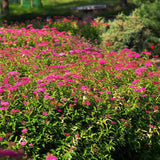 Cununita (Spiraea japonica) Anthony Waterer, arbust decorativ, flori roz, crestere rapida, gard viu mic