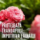 Spray Fungicid Duaxo pentru Trandafiri si Plante Ornamentale Compo, preventiv pentru boli fungice, 400 ml
