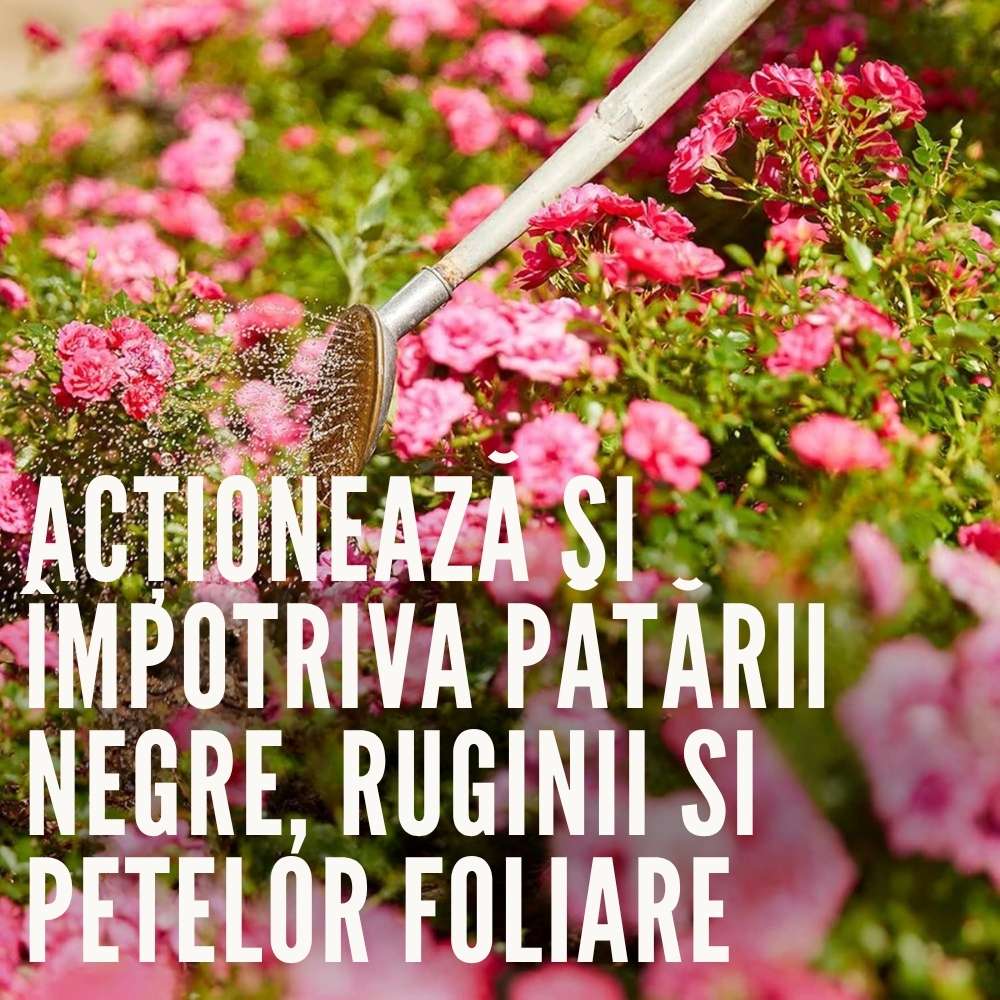 Spray Fungicid Duaxo pentru Trandafiri si Plante Ornamentale Compo, preventiv pentru boli fungice, 400 ml