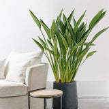 Strelitzia Reginae, Pasarea Paradisului, planta exotica mare cu frunze uriase tropicale decorative pentru interior - 40 cm