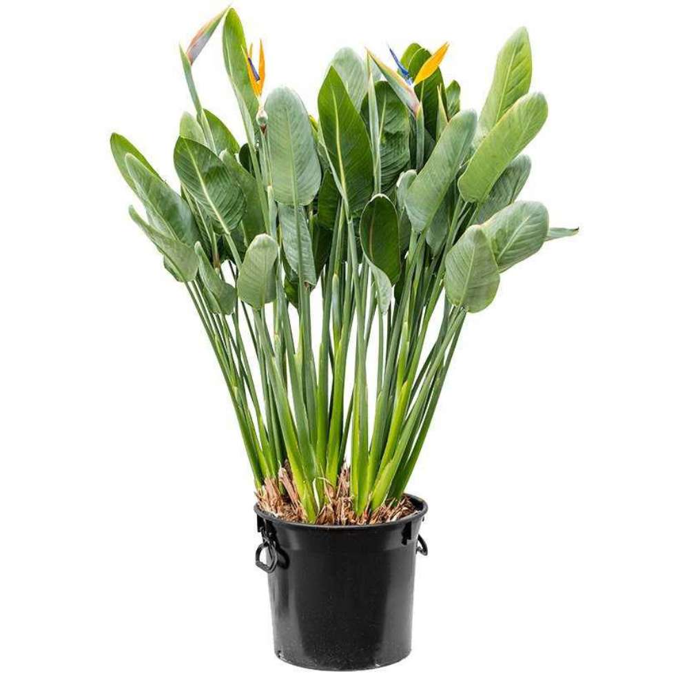 Strelitzia Reginae, 180 cm, Pasarea Paradisului, planta exotica mare cu frunze uriase tropicale decorative pentru interior