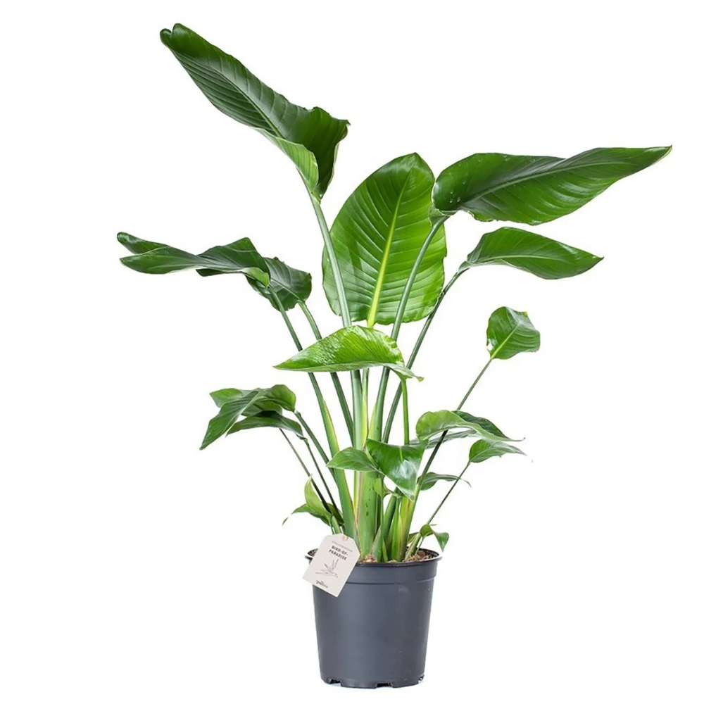 Strelitzia Nicolai, Pasarea alba a paradisului, planta exotica mare cu frunze uriase tropicale decorative pentru interior - 120-130 cm