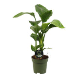 Strelitzia Nicolai, Pasarea alba a paradisului, planta exotica mare cu frunze uriase tropicale decorative pentru interior - 90 cm