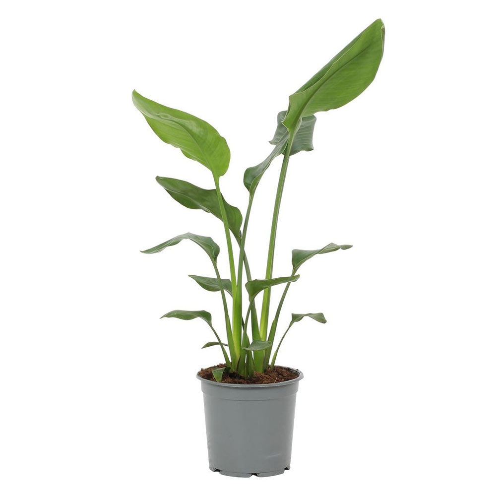 Pasarea Paradisului Strelitzia Reginae, planta exotica mare cu frunze uriase tropicale decorative pentru interior - 80-85 cm