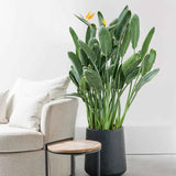 Pasarea Paradisului Strelitzia Reginae, planta exotica mare cu frunze uriase tropicale decorative pentru interior - 80-85 cm