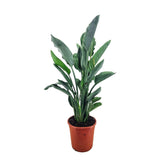 Strelitzia Reginae, Pasarea Paradisului, planta exotica mare cu frunze uriase tropicale decorative pentru interior - 75 cm
