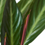 Planta care se Roaga Calathea Stripestar, planta de interior cu frunze variegate verde crem si burgundiu - 80 cm