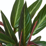 Planta care se Roaga Calathea Stripestar, planta de interior cu frunze variegate verde crem si burgundiu - 80 cm