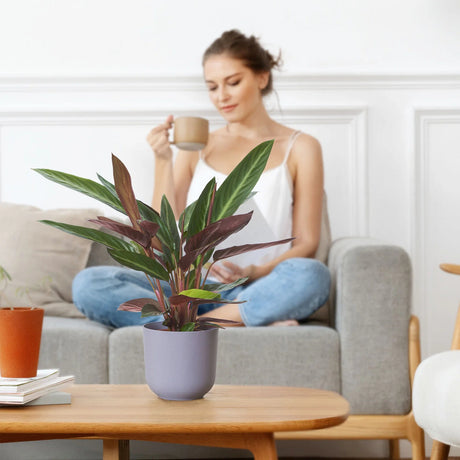 Planta care se Roaga Calathea Stripestar, planta de interior cu frunze variegate verde crem si burgundiu - 80 cm