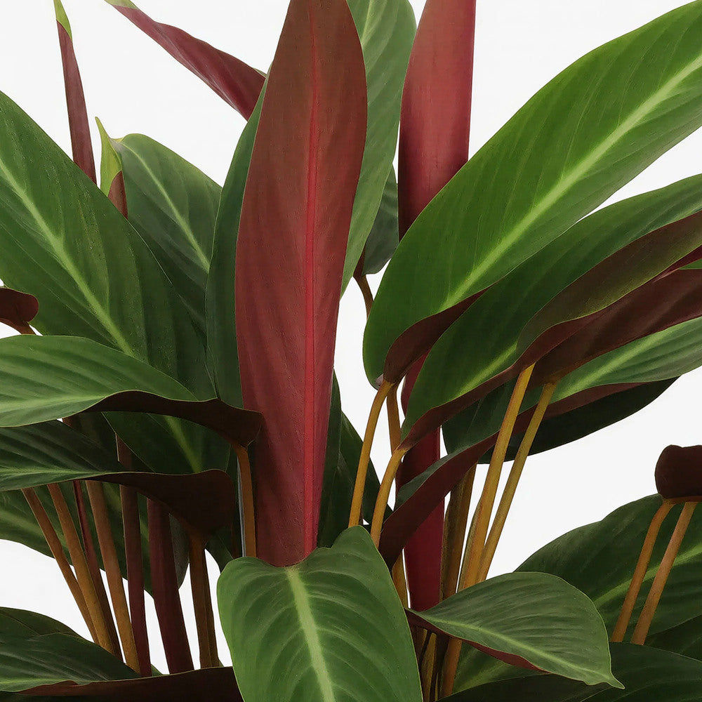 Planta care se Roaga Calathea Stripestar, planta de interior cu frunze variegate verde crem si burgundiu - 80 cm