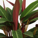 Planta care se Roaga Calathea Stripestar, planta de interior cu frunze variegate verde crem si burgundiu - 80 cm