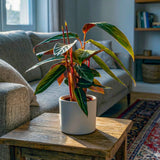 Planta care se Roaga Calathea Stripestar, planta de interior cu frunze variegate verde crem si burgundiu - 80 cm
