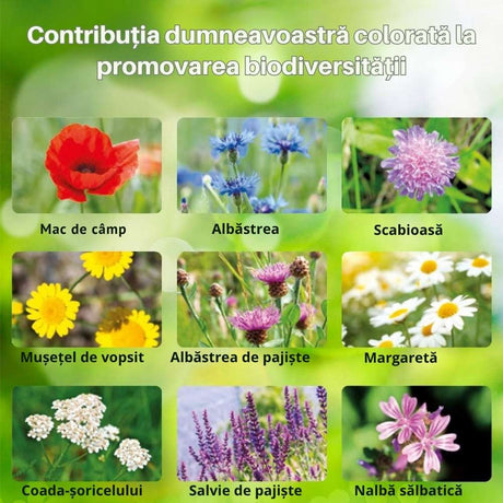 Substral Die Blumenwiese Seminte Pajiste Florala pentru Albine si Fluturi 300 g, pentru 30 mp