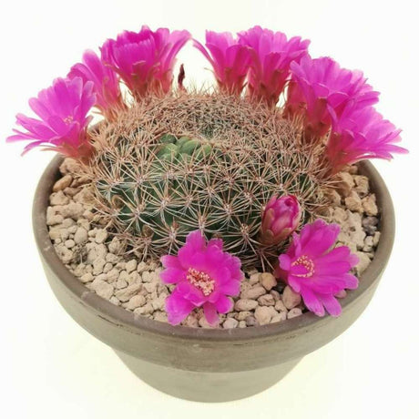 Cactus pitic (Sulcorebutia steinbachii), planta de interior rara, flori spectaculoase, ingrijire usoara