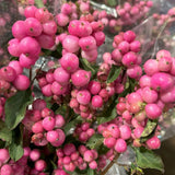 Hurmuz Roz Magical Candy (Symphoricarpos), cu fructe roz-vibrant