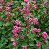 Hurmuz Roz Magical Candy (Symphoricarpos), cu fructe roz-vibrant