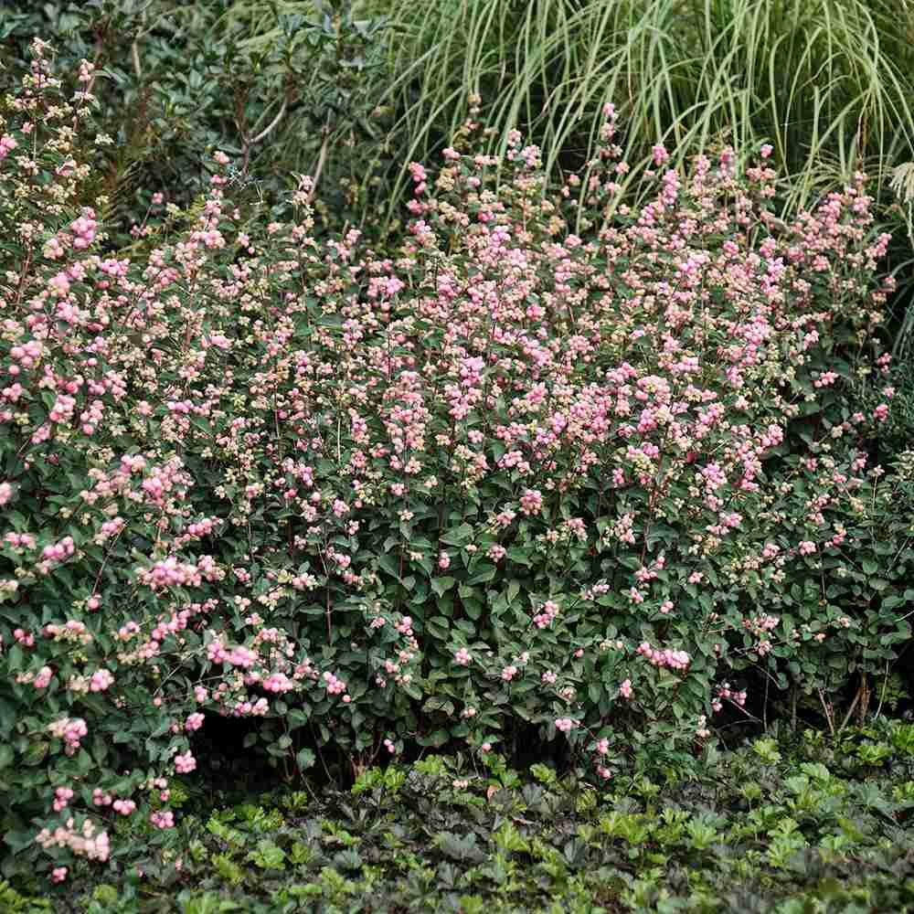 Hurmuz Roz Magical Sweet (Symphoricarpos), cu fructe roz intens