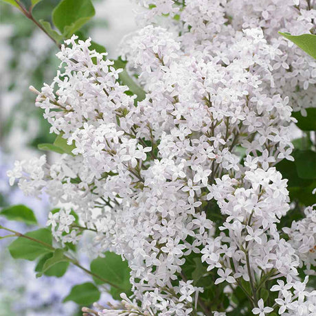 Liliac (Syringa) Copac Flowerfesta White, flori albe parfumate, rezistent la ger