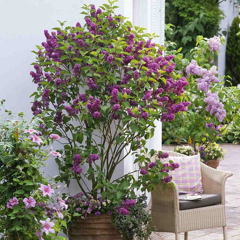 Liliac Copac Nobil (Syringa) Andenken An Ludwig Spaeth, flori duble violet-mov puternic parfumate, inflorire mai-iunie, iubitor de soare