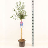 Liliac Nobil (Syringa) Copac Madame Florent Stepman, flori albe duble parfumate, inflorire mai-iunie, compact