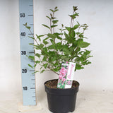 Liliac Pitic roz Flowerfesta Pink (Syringa), arbust compact decorativ cu flori roz, parfumat, ideal pentru gradini mici sau ghiveci