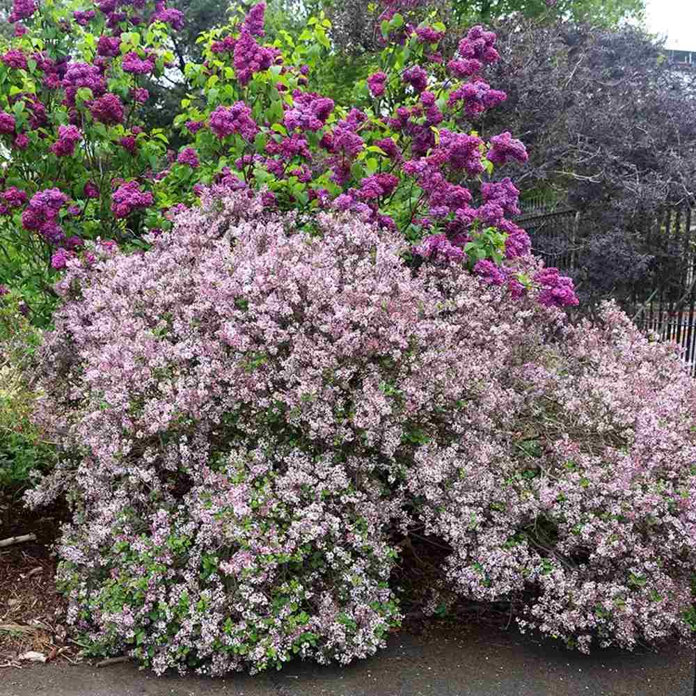 Liliac Corean Pitic Palibin (Syringa), arbust decorativ cu inflorire roz-lila, parfum intens, compact, iubitor de soare