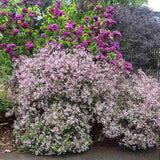 Liliac Corean Pitic Palibin (Syringa), arbust decorativ cu inflorire roz-lila, parfum intens, compact, iubitor de soare