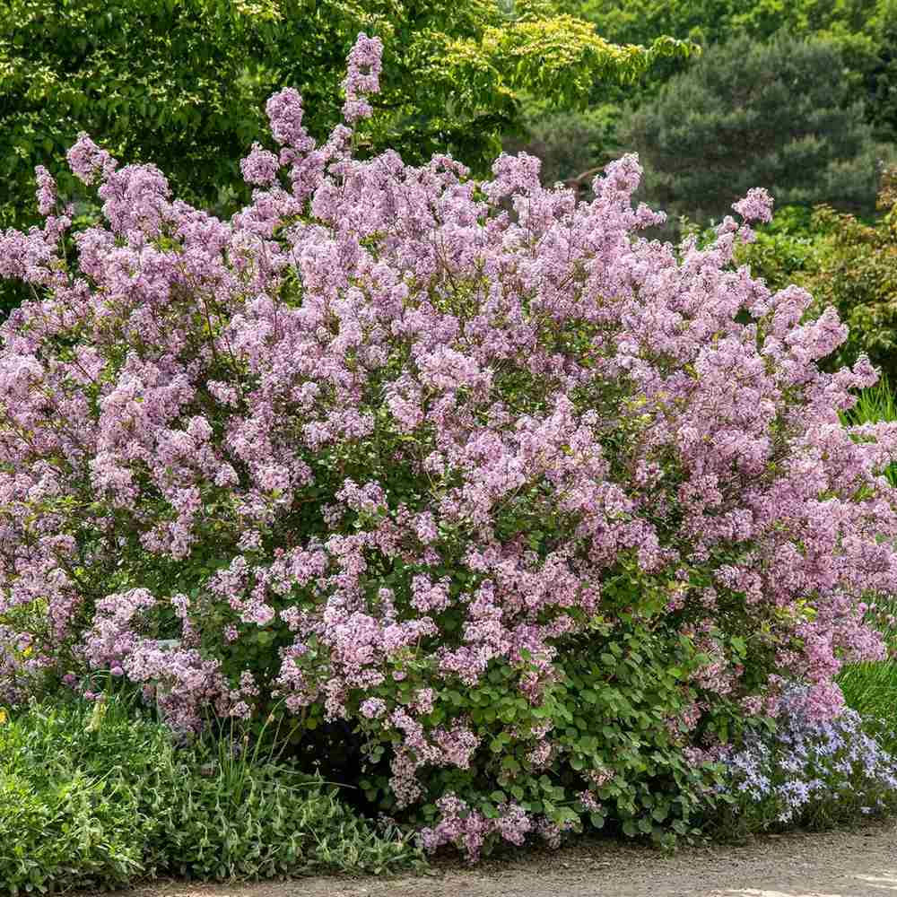 Liliac roz-deschis corean Palibin | Verdena – VERDENA